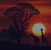 SAFARI