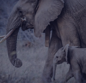 WILD LIFE